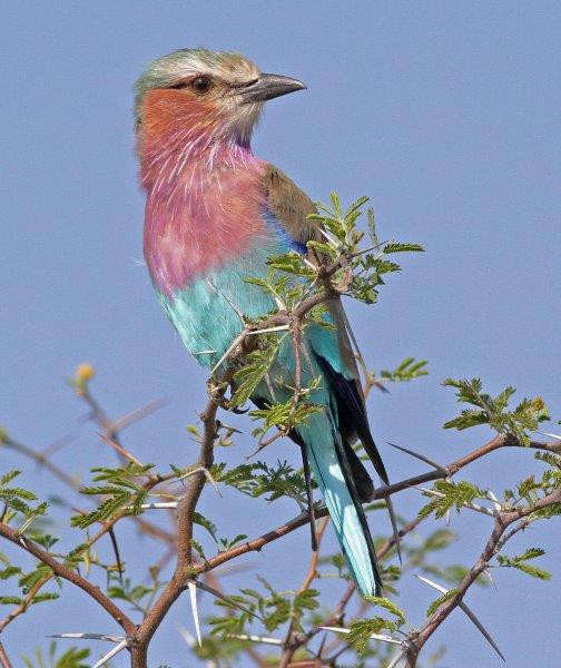 …and everyone’s favourite - Lilac-breasted Roller.